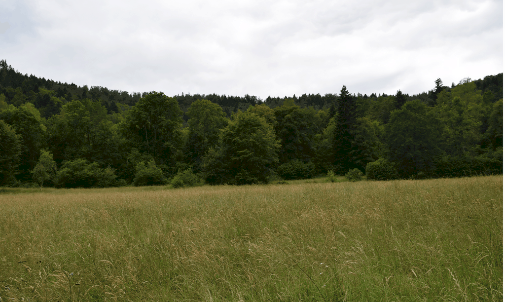 Un joli paysage Vosgien où se trouve un de mes ruchers. Voici un joli paysage Vosgien.